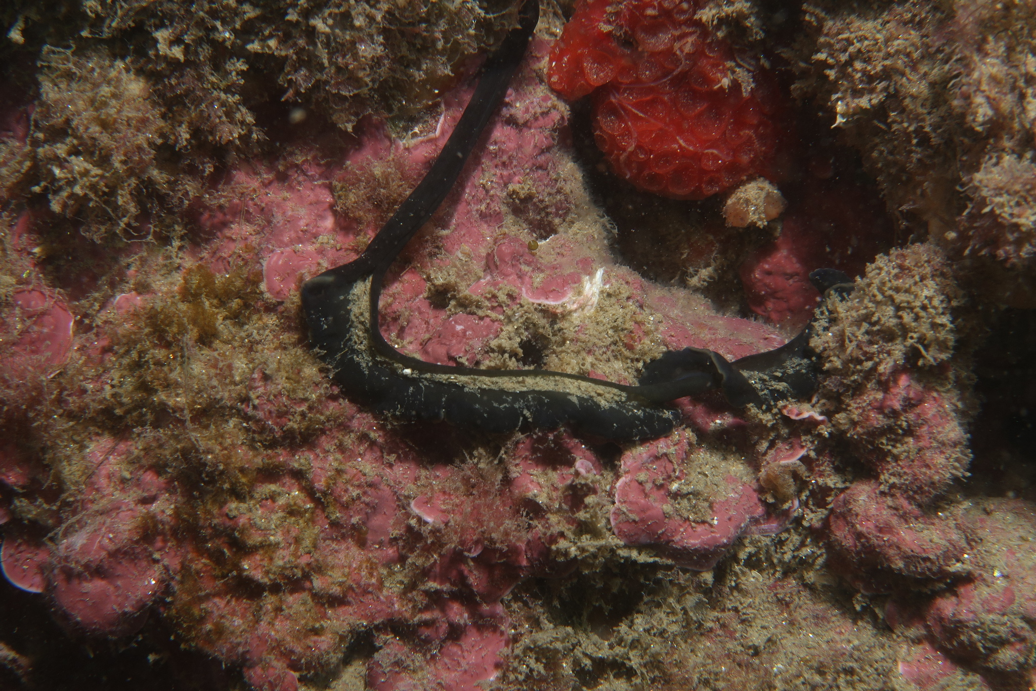 Bonellia viridis Rolando, 1822