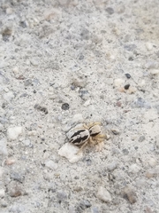 Habronattus pyrrithrix
