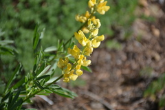 Lupinus croceus