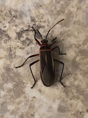 Stenomacra marginella