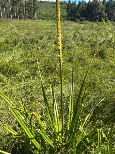 Foto de Tocha-de-fogo