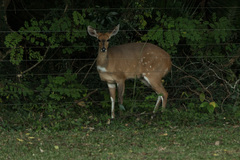 Tragelaphus sylvaticus sylvaticus