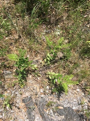 Lithospermum decipiens