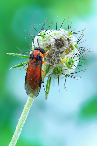 Turnip Sawfly