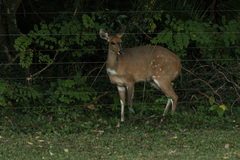 Tragelaphus sylvaticus sylvaticus