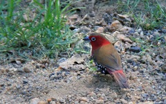 Hypargos niveoguttatus niveoguttatus