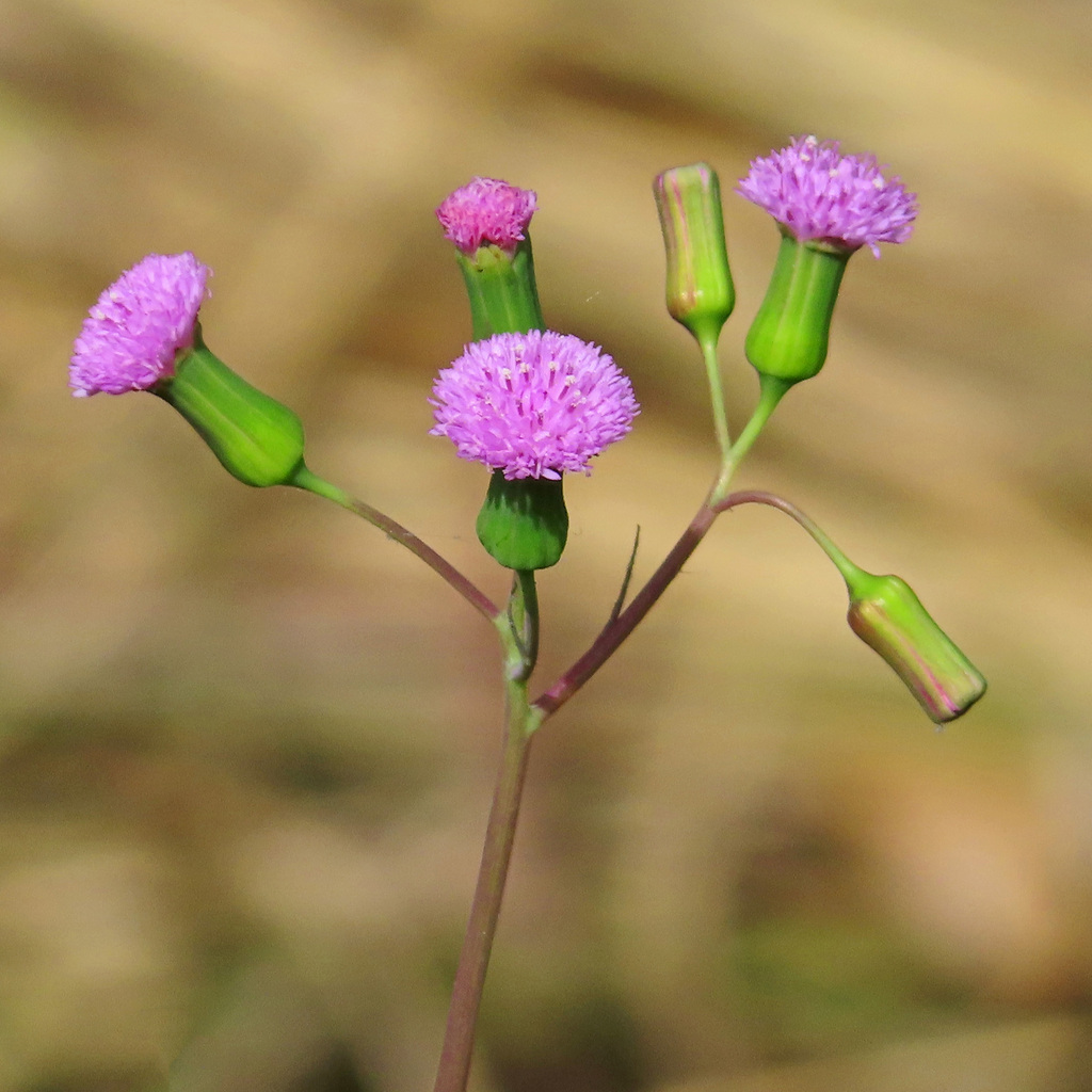 lilac tasselflower (Emilia sonchifolia)  iNaturalist