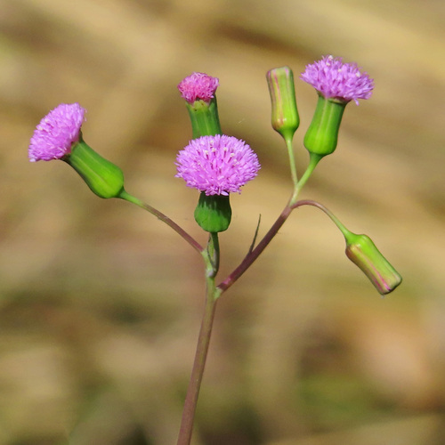 Emilia sonchifolia