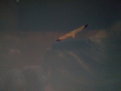 Larus delawarensis