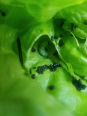 Orthosia hibisci