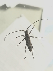 Elytrimitatrix undata