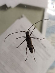 Elytrimitatrix undata