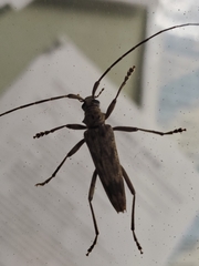 Elytrimitatrix undata