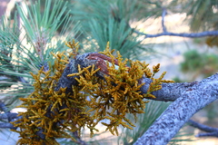 Arceuthobium campylopodum