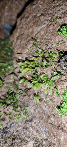 Image of Pohlia cruda by (c) Ondřej Křivan, some rights reserved (CC BY)