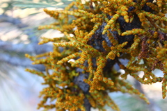 Arceuthobium campylopodum