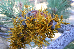 Arceuthobium campylopodum