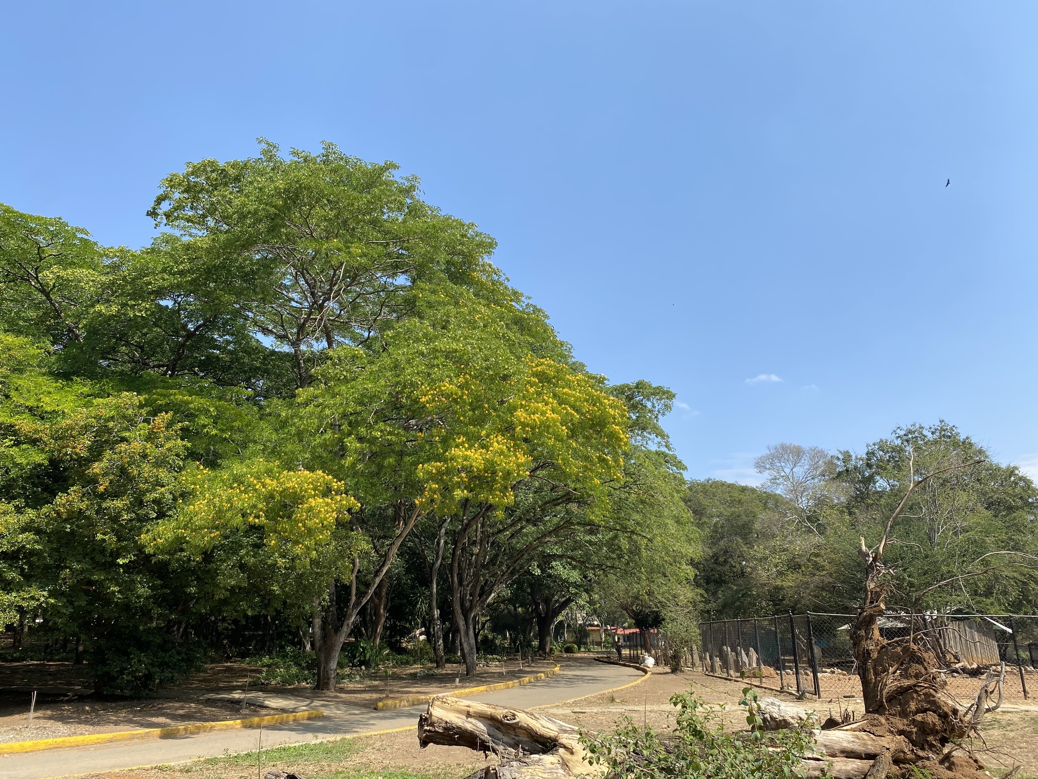Imagem de Guaiacum