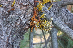 Arceuthobium campylopodum