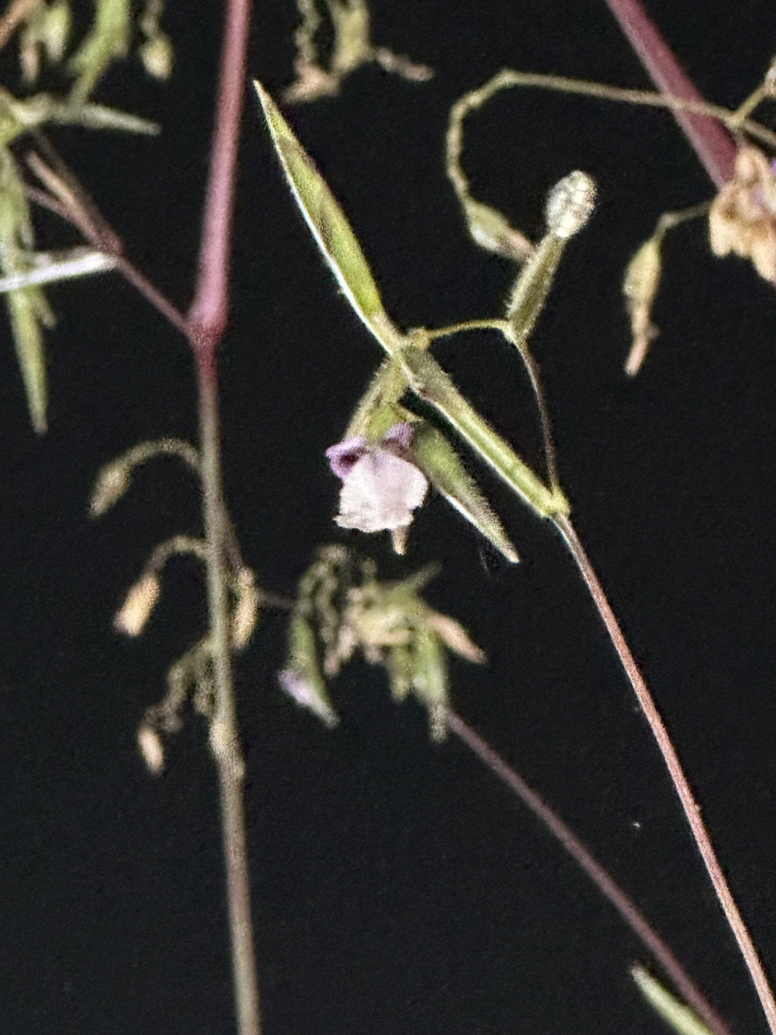 Thalia geniculata (Thalia geniculata)