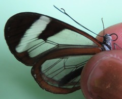 Oleria paula