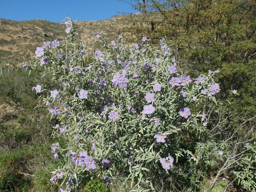 Baja California nightshade