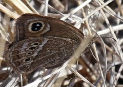 Pampasatyrus gyrtone