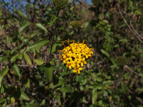 Image of Lagascea decipiens by (c) Sue Carnahan, some rights reserved (CC BY)