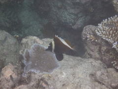 Heniochus varius