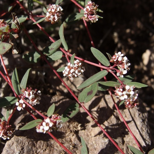 Image of Euphorbia capitellata by (c) Sue Carnahan, some rights reserved (CC BY)