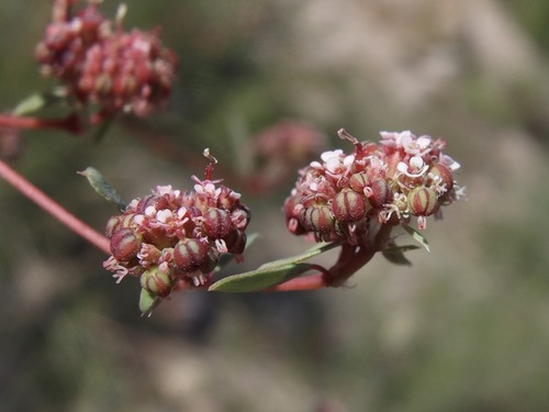 Image of Euphorbia capitellata by (c) Sue Carnahan, some rights reserved (CC BY)