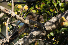 Heliosciurus mutabilis