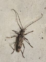 Elytrimitatrix undata