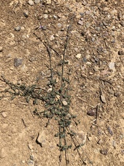 Verbena menthifolia
