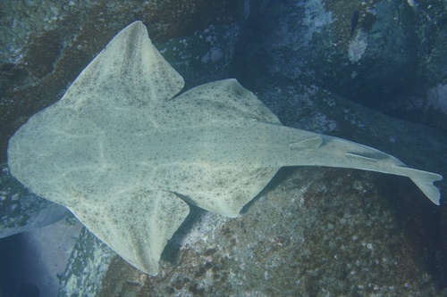 Angelshark