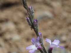 Verbena menthifolia
