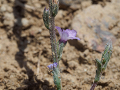 Verbena menthifolia