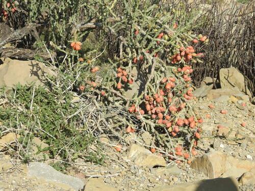 Image of Cylindropuntia kleiniae by (c) Adriana Nelly Correa Sandoval, some rights reserved (CC BY)
