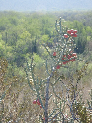 Image of Cylindropuntia kleiniae by (c) Adriana Nelly Correa Sandoval, some rights reserved (CC BY)