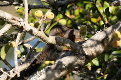 Heliosciurus mutabilis