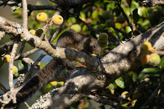 Heliosciurus mutabilis