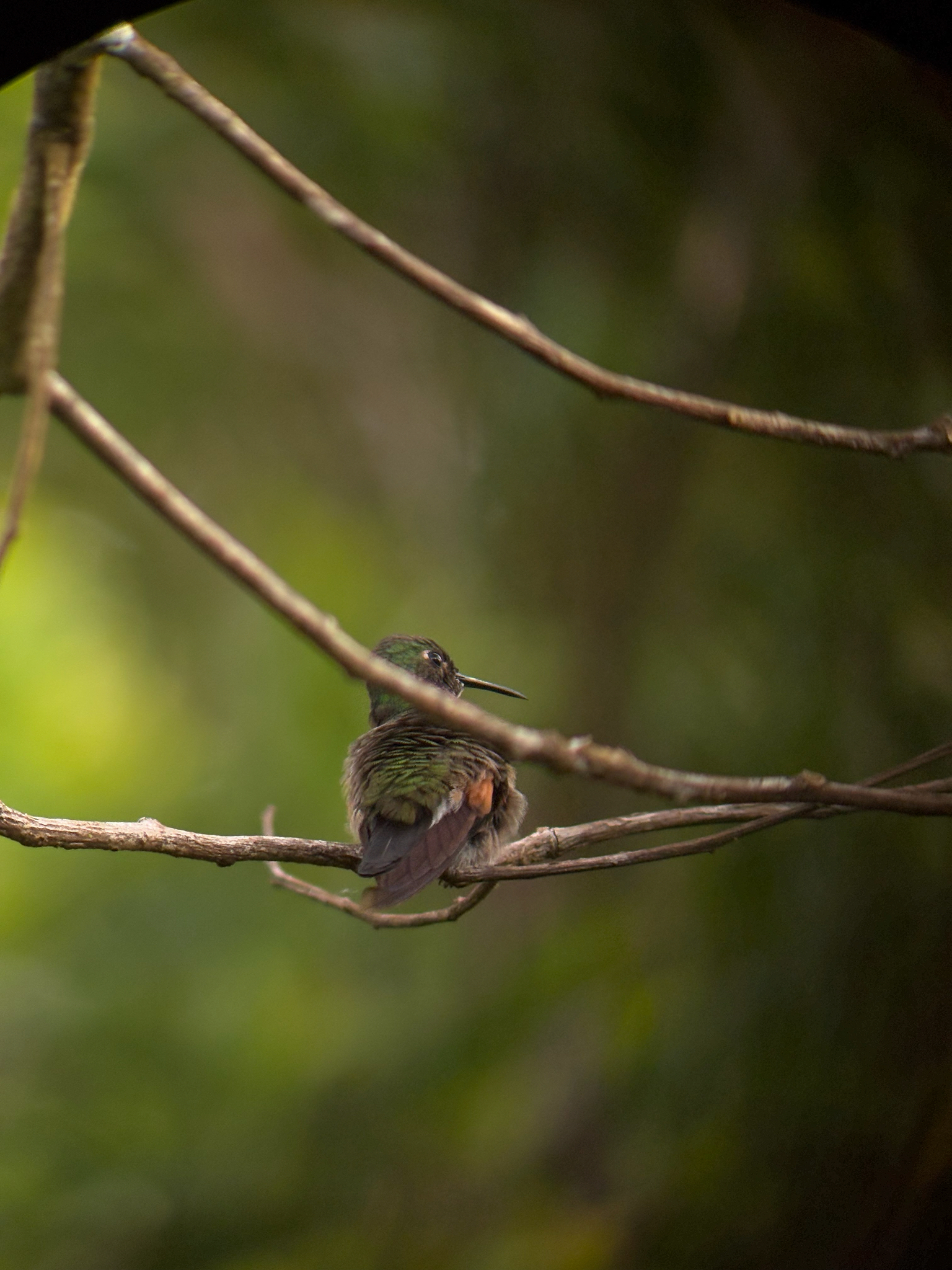 Stripe-tailed Hummingbird (Eupherusa eximia), photo 10