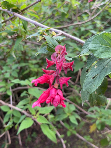 Salvia wagneriana, photograph 6