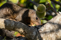 Heliosciurus mutabilis