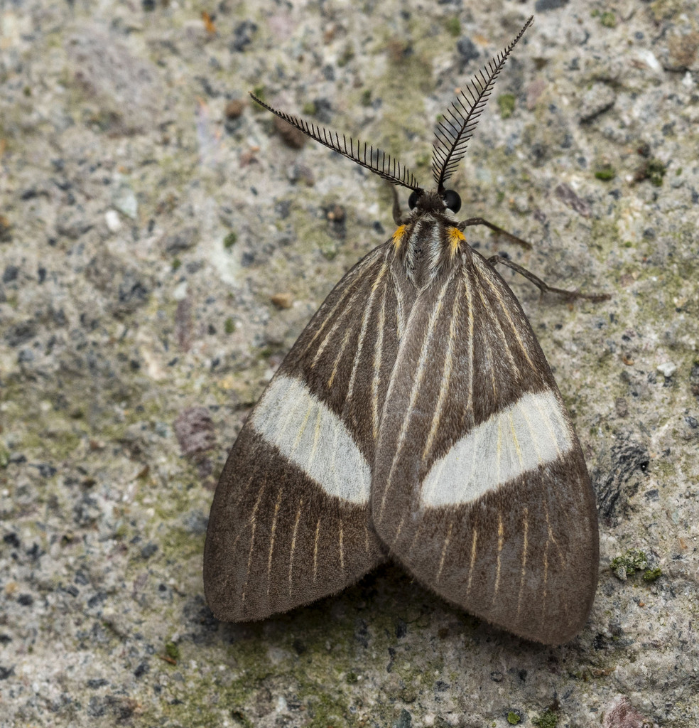Nebulosa elicioi