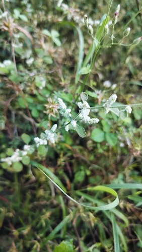 Image of Ouret lanata by (c) Srinivasan Kasinathan, some rights reserved (CC BY)