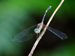 Nannophlebia eludens