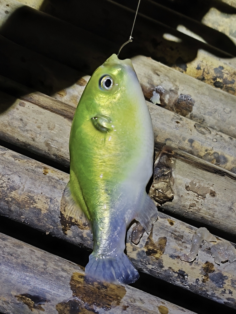 Golden puffer (Auriglobus modestus) — Tetraodontidae