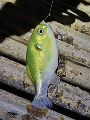 Bronze Puffer photo 1
