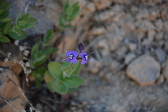 Veronica copelandii